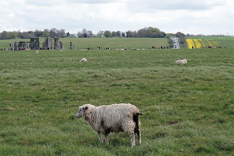 Una pecora vicino a Stonehenge